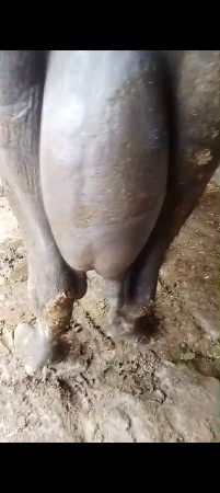 બે ભેંશુ વેચવાની છે