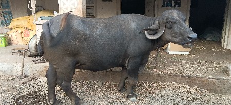 ભેંસ વેચવાની છે