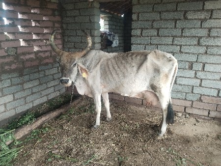 4 ગાય વેચવાની છે