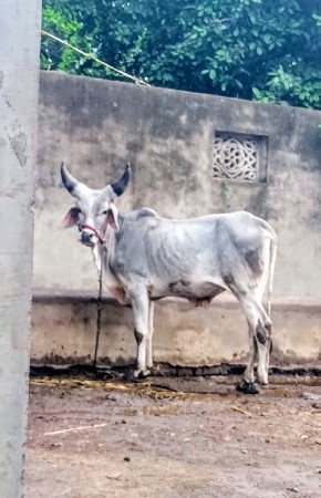 વા છડા ની જોડી નો લેવાનો છેઃ
