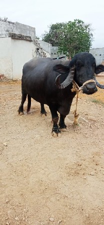ભેંશ વેચવા ની છે