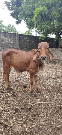 વાછડો વેચવાનો છે