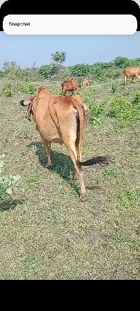 ગાય