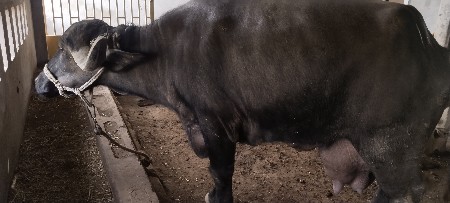 ભેંસ