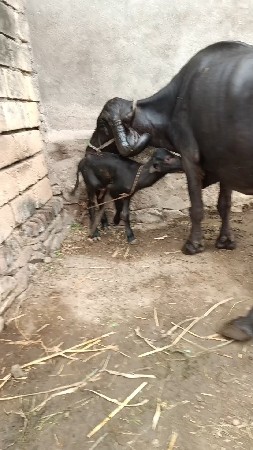 વેશવાની
