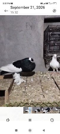 કબુતર દેવાના છે