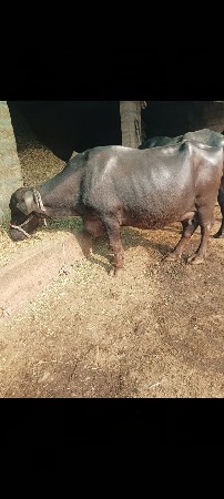 ભેંસ વેચવાની છે