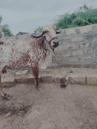 ગાય વેચવાની છે