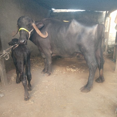 ભેસ
