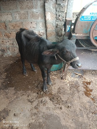 ભેંશ વેચવાની છે