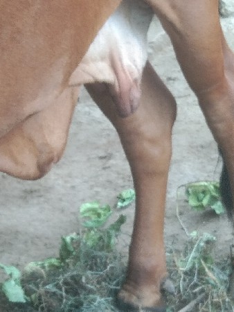 વેસવાની સે