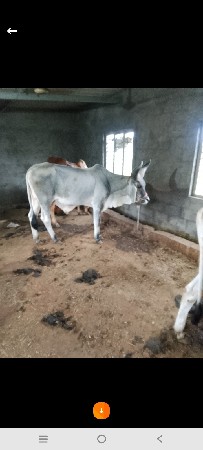 બળદ વેચવાના છે