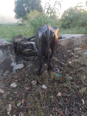 ભેંસ દેવવાની