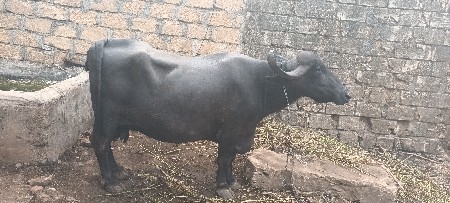ભેશ વેસવાનિ છે