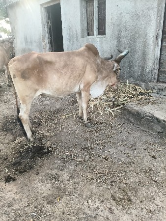 બળદ વેચવાનો