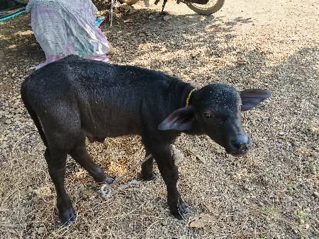 પાડૉ વૅચવાનૉછૅ