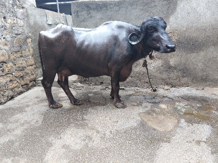 ભેંસ વેચવાની છે.