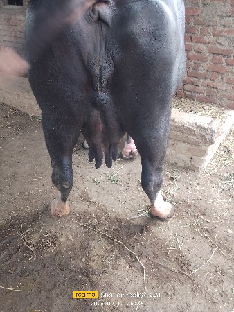 ભેશ