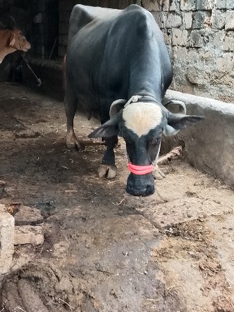 ભેસ વેચવાની છે