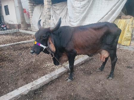 ક્રોસ ગાય વેચવાની છે બીજું વેતર
