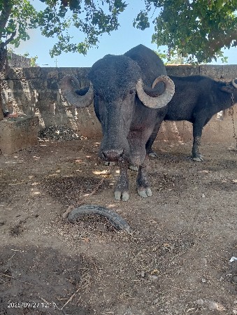 બીજા વેતર માં છે