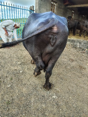 ભેંસ વેચવાની છે