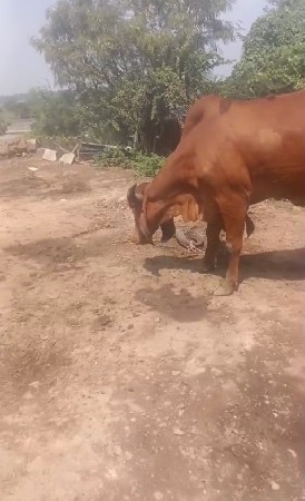 ગાય વેચવાની છે
