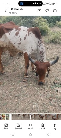 કિંમત સાલીસ હજાર સે