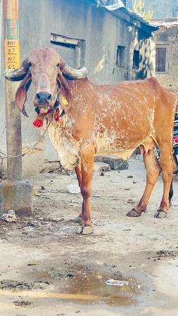 ઓરિજનલ ગીર ગાય વેચવાની છે