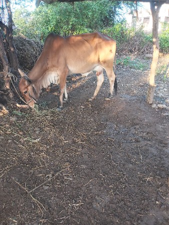 2 vetar chhe