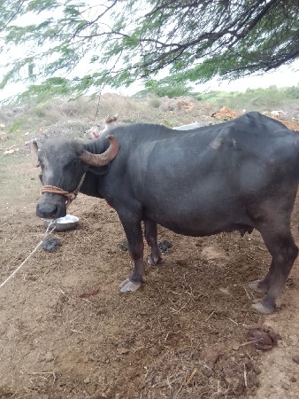 ભેંસ વેચવાની છે