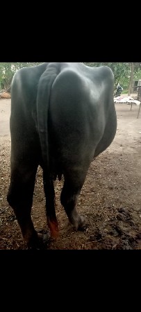 ભેંસ વેચવાની છે