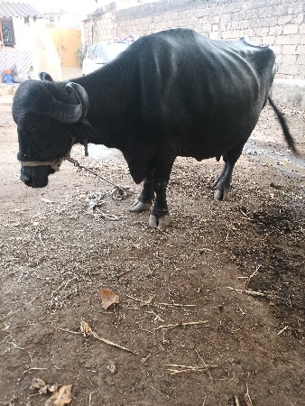 ભેંસ ત્રીજુ વે તર