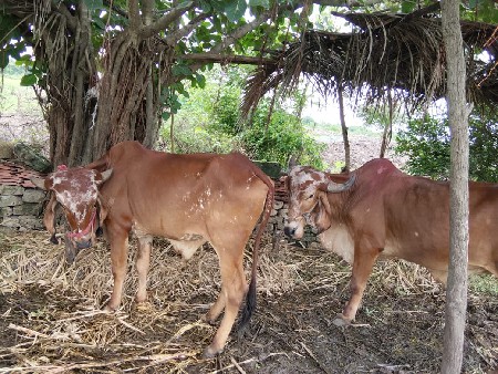 વેચવાના સે