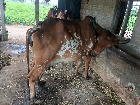 ગાય વેસવાની છે