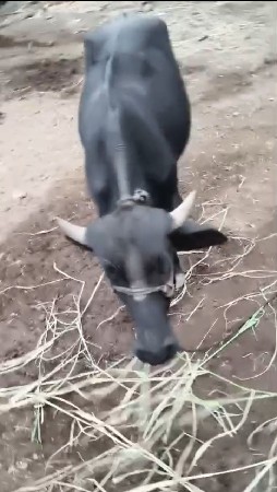 આ બેય પાડીયુ વેચવાની છે