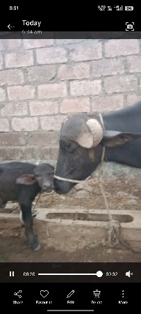 ભેંસ વેચવાની છે