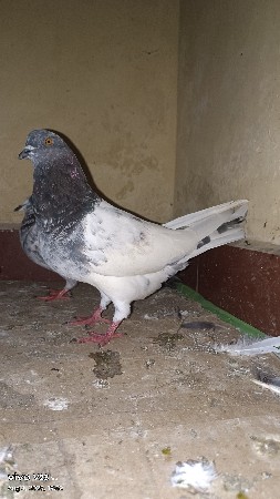 જોડી ભાવ fix છે