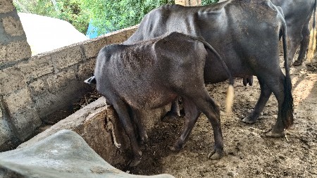 ખડેલા ચાર વેશવાના છે