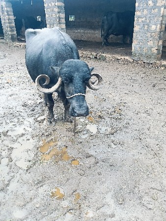 ભેંસ વેચવાની છે