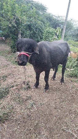 વિજય નાથ