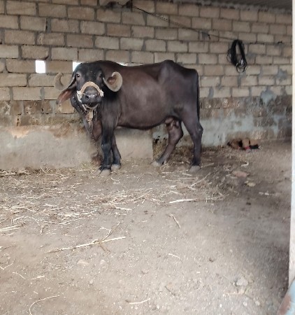ભેંશ વેચવાની