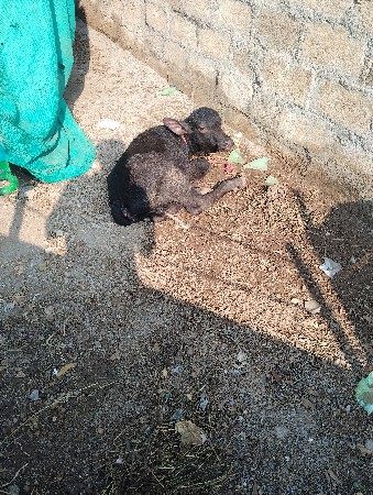 25 તારીખે વિયાણેલી છે