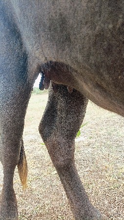 વેચવા ની છે