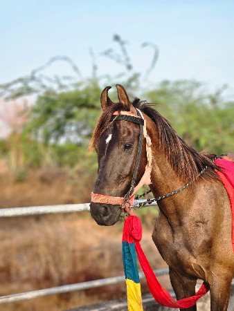 આ ઘોડો વેચવા નો સે