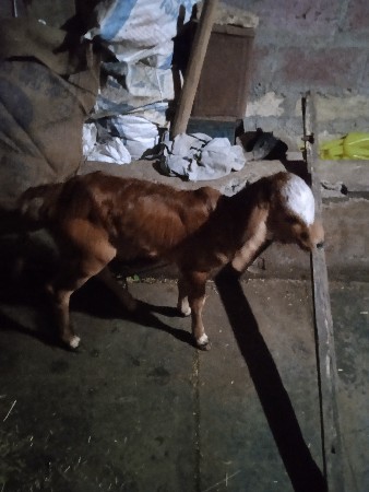 દેસી ગાય
