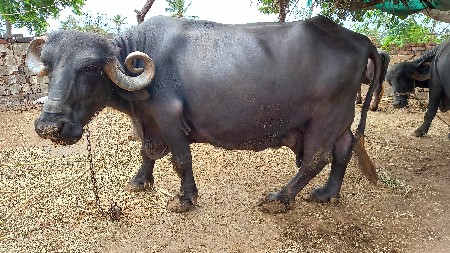 ભેસ વેચવાની છે