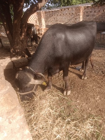 રાણાવાવ