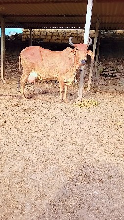 ગાય