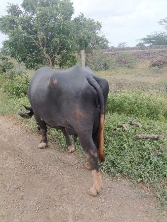 aa bhesh vechvani che